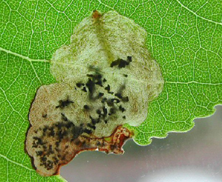 Mine of Fenusella hortulana on Populus 