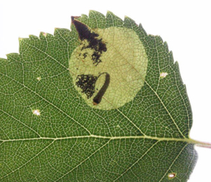 Mine of Fenusella nana on Betula