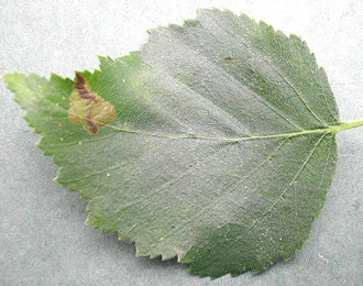 Mine of Fenusella nana on Betula