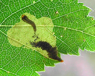 Mine of Fenusella nana on Betula