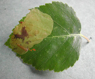 Mine of Fenusella nana on Betula