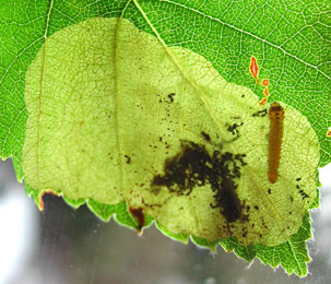 Mine of Fenusella nana on Betula