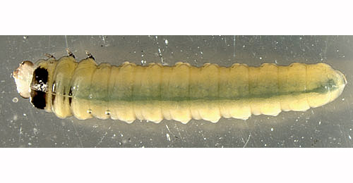 Fenusella nana larva,  dorsal