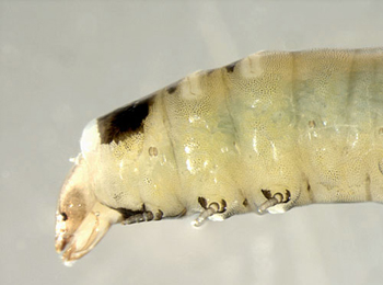 Fenusella nana larva,  lateral