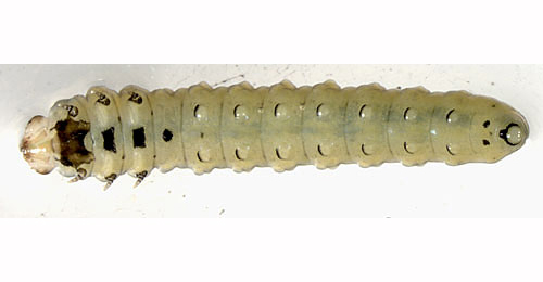Fenusella nana larva,  ventral