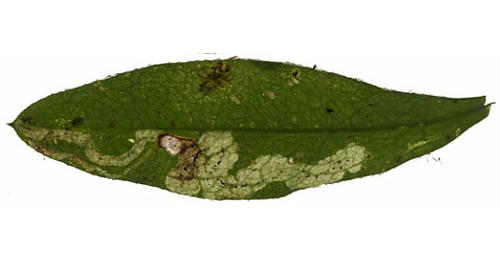 Mine of Galiomyza morio on Galium odoratum