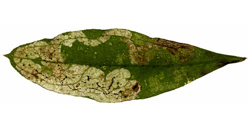 Mine of Galiomyza morio on Galium odoratum