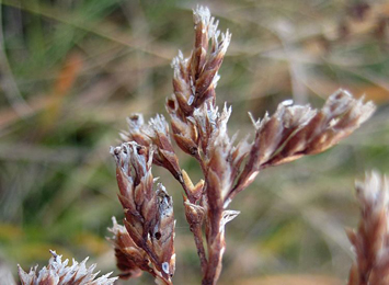 Goniodoma limoniella on stem of Limonium vulgare