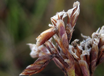 Goniodoma limoniella on stem of Limonium vulgare