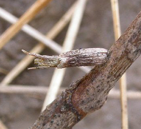 Exit holes in seed heads on Limonium vulgare made by Goniodoma limoniella