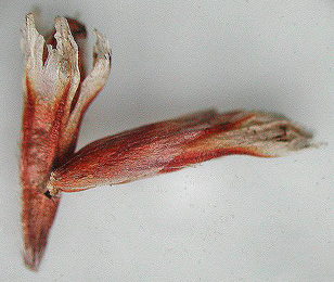 Exit holes in seed heads of Limonium vulgare made by Goniodoma limoniella