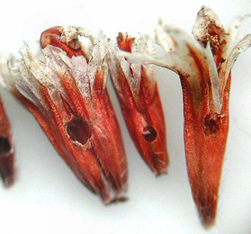 Exit holes in seed heads of Limonium vulgare made by Goniodoma limoniella