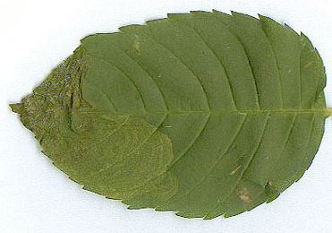 Mine of Gracillaria syringella on Ligustrum ovalifolium