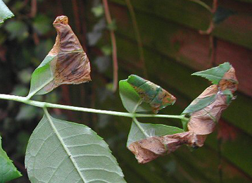 Mines of Gracillaria syringella on Ligustrum ovalifolium