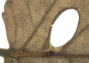 Mine of Heliozela hammoniella on Betula pubescens
