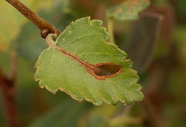 Mine of Heliozela hammoniella on Betula