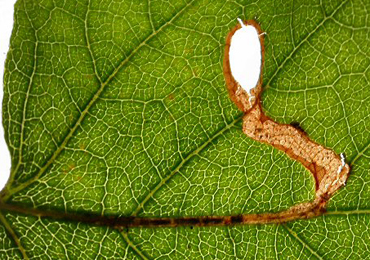 Mine of Heliozela hammoniella on Betula