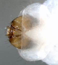 Heringocrania unimaculella larva,  dorsal