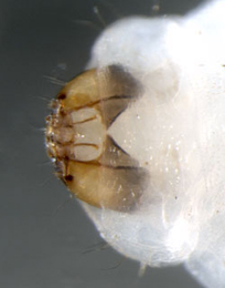 Heringocrania unimaculella larva,  ventral