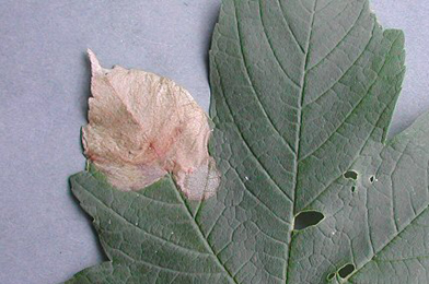 Mine of Heterarthrus aceris on Acer pseudoplatanus