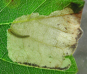 Mine of Heterarthrus aceris on Acer pseudoplatanus