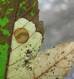 Mine of Heterarthrus aceris on Acer pseudoplatanus