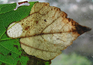 Mine of Heterarthrus aceris on Acer pseudoplatanus