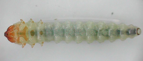 Larva of Heterarthrus aceris on Acer pseudoplatanus