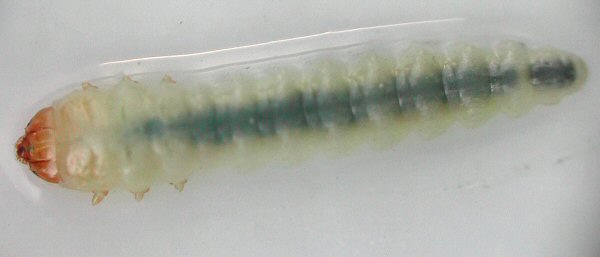 Larva of Heterarthrus aceris on Acer pseudoplatanus