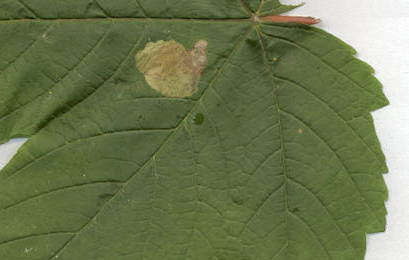 Mine of Heterarthrus cuneifrons on Acer pseudoplatanus