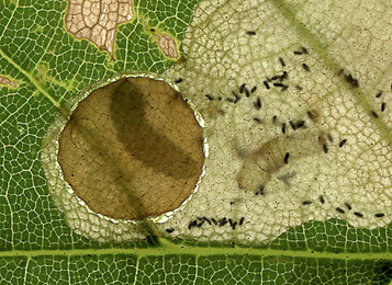 Mine of Heterarthrus cuneifrons on Acer pseudoplatanus