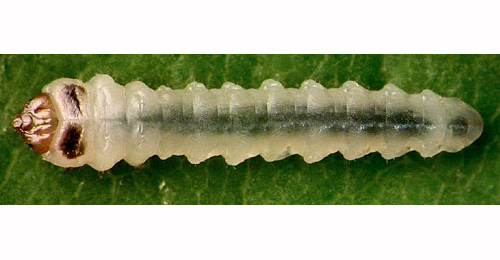 Heterarthrus cuneifrons larva,  dorsal