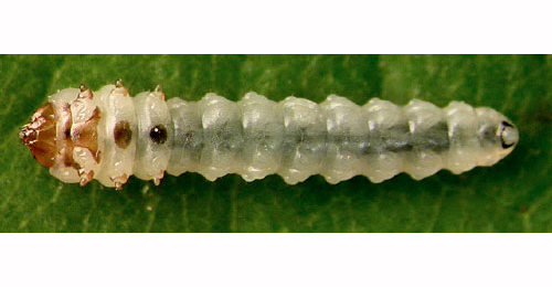 Heterarthrus cuneifrons larva,  ventral