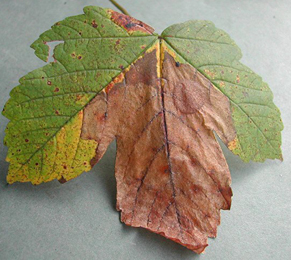 Mine of Heterarthrus leucomela on Clematis vitalba