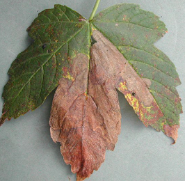 Mine of Heterarthrus leucomela on Clematis vitalba