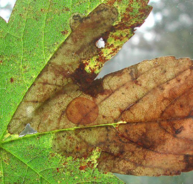 Mine of Heterarthrus leucomela on Clematis vitalba