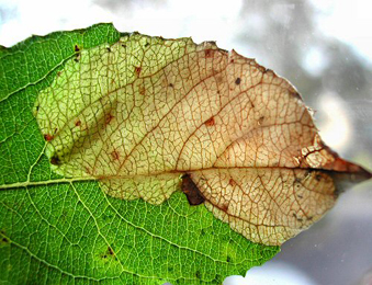 Mine of Heterarthrus microcephalus on Salix triandra