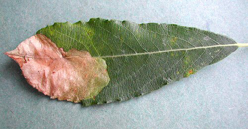 Mine of Heterarthrus microcephalus on Salix triandra