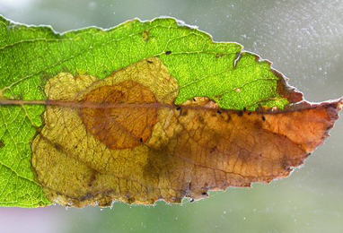 Mine of Heterarthrus microcephalus on Salix