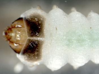 Heterarthrus microcephalus larva,  dorsal