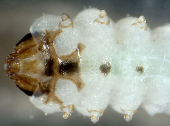 Heterarthrus microcephalus larva, ventral