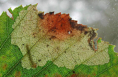 Mine of Heterarthrus nemoratus on Betula