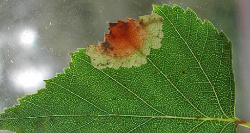 Mine of Heterarthrus nemoratus on Betula