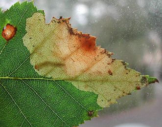 Mine of Heterarthrus nemoratus on Betula 