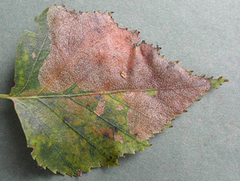 Mine of Heterarthrus nemoratus on Betula