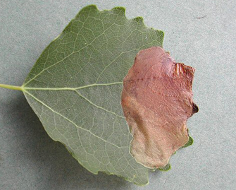 Mine of Heterarthrus ochropoda on Betula