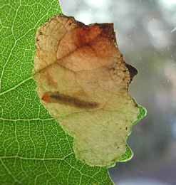 Mine of Heterarthrus ochropoda on Betula