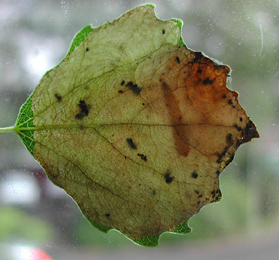 Mine of Heterarthrus ochropoda on Betula