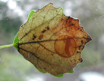 Mine of Heterarthrus ochropoda on Betula