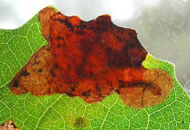 Mine of Heterarthrus ochropoda on Betula